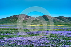 Carrizo Plains