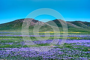 Carrizo Plains photo