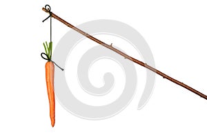 Carrot photo