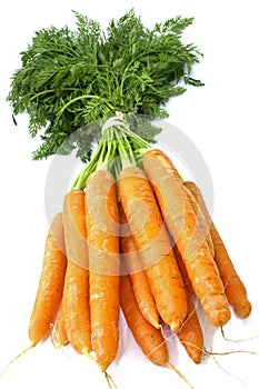 Carrot