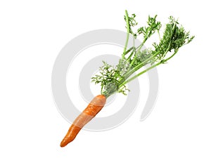 Carrot