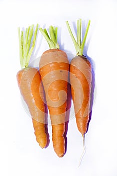 Carrot