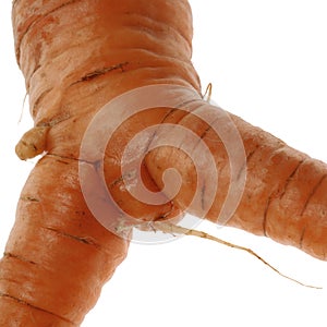 Carrot