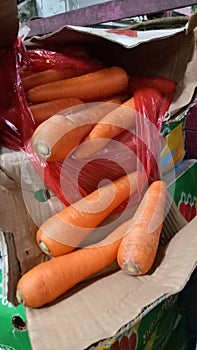 Carrot