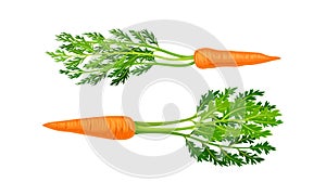 Carrot as Orange Root Vegetable with Thick Green Top Leaves Vector Set