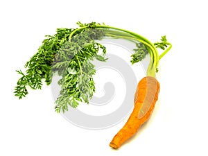 Carrot