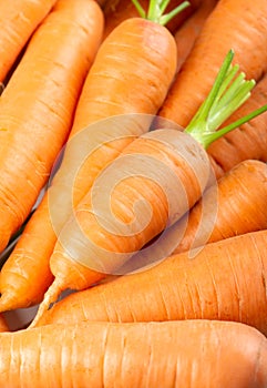 Carrot background. Fresh ripe vegetables