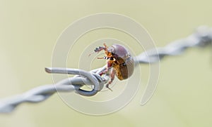 Carrot Beetle Tomarus spp. Impaled on Barbed Wire by a Loggerhead Shrike