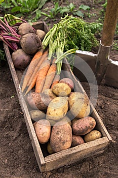 Carrot, beetroot and potato harvest in wooden box on ground with shovel close up in garden