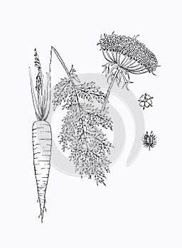 Carrot botanical illustration isolated.