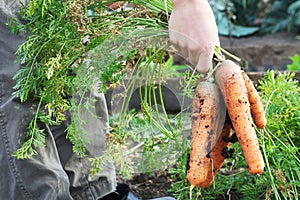 Carrot bunch from garden bed