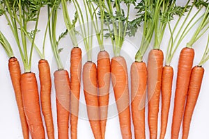 Carrot bunch laid out side by side on white background