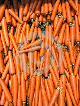 Carrot, carota, Daucus carota photo