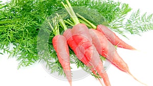 Carrot carota orange roots vegetable with leaves stock
