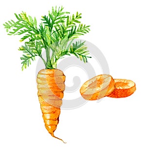 Carrot and carrot slices isolated on white, watercolor illustration