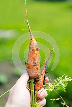 Carrot Daucus carota L.