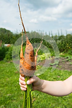 Carrot Daucus carota L.