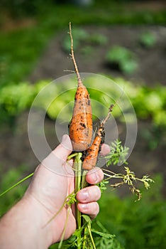 Carrot Daucus carota L.