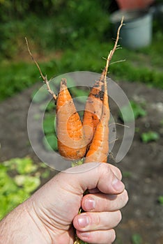 Carrot Daucus carota L.