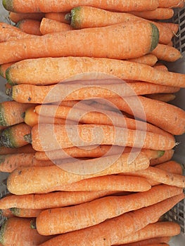 Carrot ( Daucus carota L) is a biennial plant ,family Aplaceae