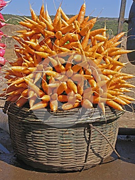 Carrot, Daucus carota var. mativue