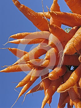 Carrot, Daucus carota var. mativue
