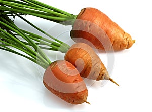 Carrot, daucus carota, Vegetable against White Background