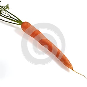 Carrot, daucus carota, Vegetable against White Background