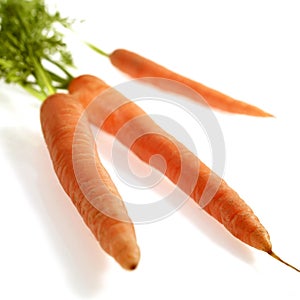 Carrot, daucus carota, Vegetable against White Background