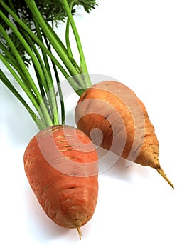 Carrot, daucus carota, Vegetable against White Background