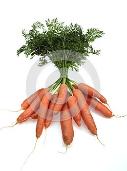 Carrot, daucus carota, Vegetable against White Background