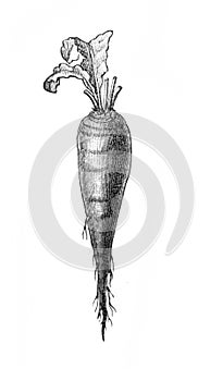 Carrot engraved in the old book Meyers Lexicon, vol. 7, 1897, Leipzig