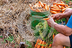 Carrot farm land spring harvest preparation for market sale. Local farming business. Farmer sits and strips leaves.