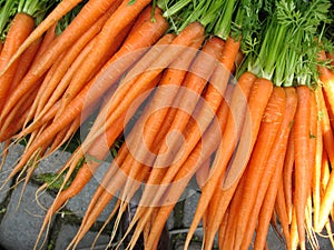 Carrot from garden photo