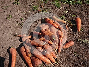 Carrots tasty and healthy vegetable crop photo
