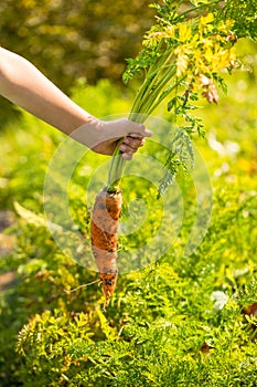 Carrot With Green Haulm In Hand On Vegetable Garden In Summer Close Up