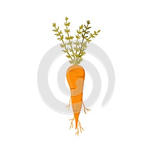 Carrot with green leaves and tuber from vegetable garden or farm field photo