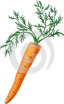 Carrot with greens