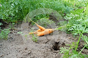 Carrot grew up in the garden. Funny, ugly vegetables. Selective focus