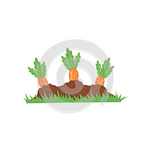Carrot growing from ground. Vegetable on garden bed. Organic and healthy food. Agronomic product. Concept of farming or