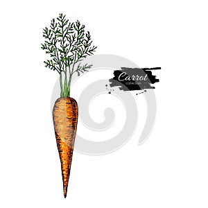 Carrot hand drawn vector illustration. Vegetable Isolated object. Detailed vegetarian food