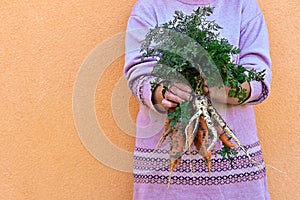 Carrot in hands photo