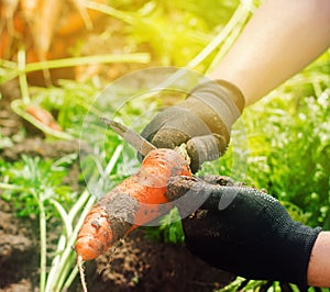 Carrot in the hands of a farmer. Harvesting. Growing organic vegetables. Freshly harvested carrots. Summer harvest. Agriculture. photo