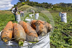 Carrot Harvest photo
