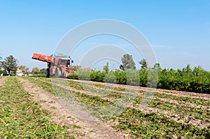 Carrot harvest photo