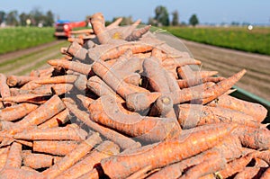 Carrot harvest photo