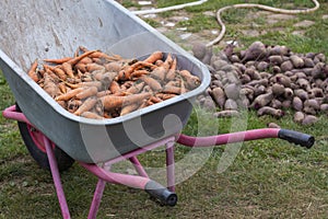 carrot harvest is transported in a garden wheelbarrow, autumn harvest concept