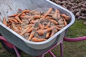 carrot harvest is transported in a garden wheelbarrow, autumn harvest concept,close-up