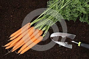 Carrot harvest in a vegetable garden
