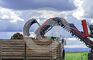 Carrot Harvesting - Modern Agriculture Technology